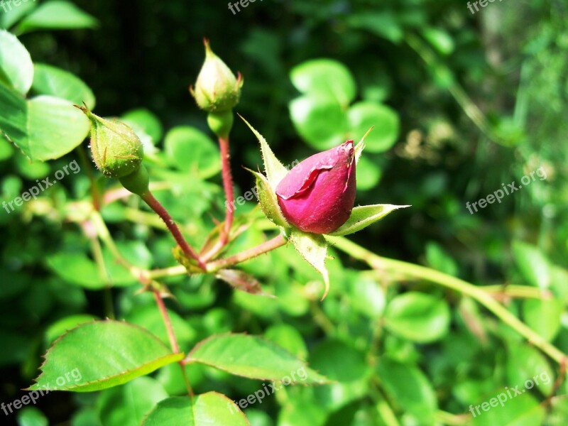 Rose Wild Flower Bush Magenta