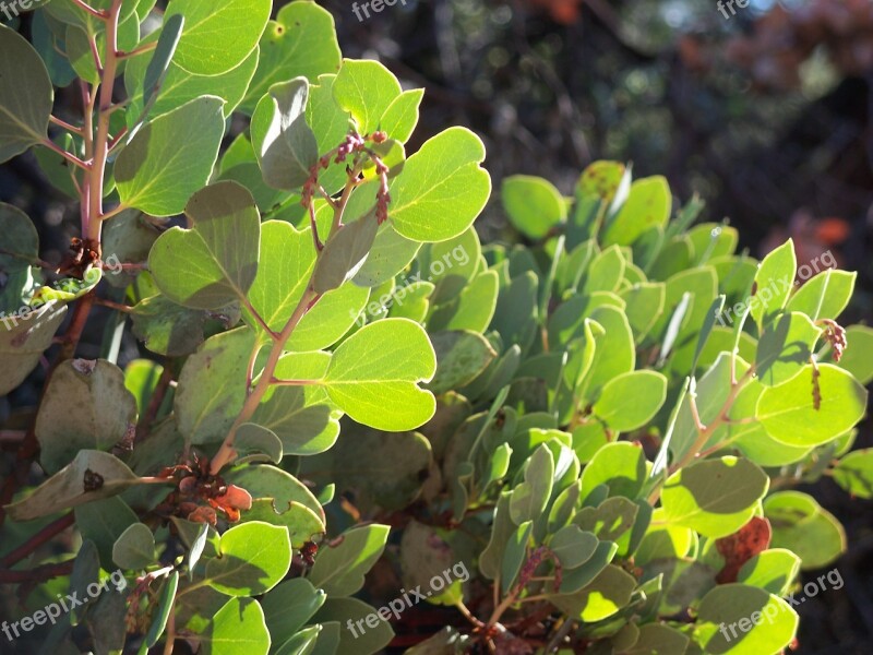 Manzanita Bush Plant Tree Arctostaphylos