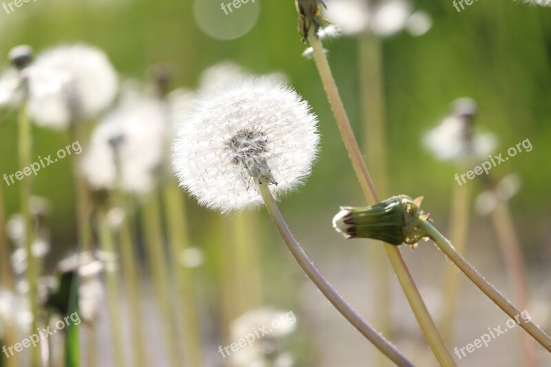 Spring Sonchus Oleraceus Dandelions Summer Free Photos