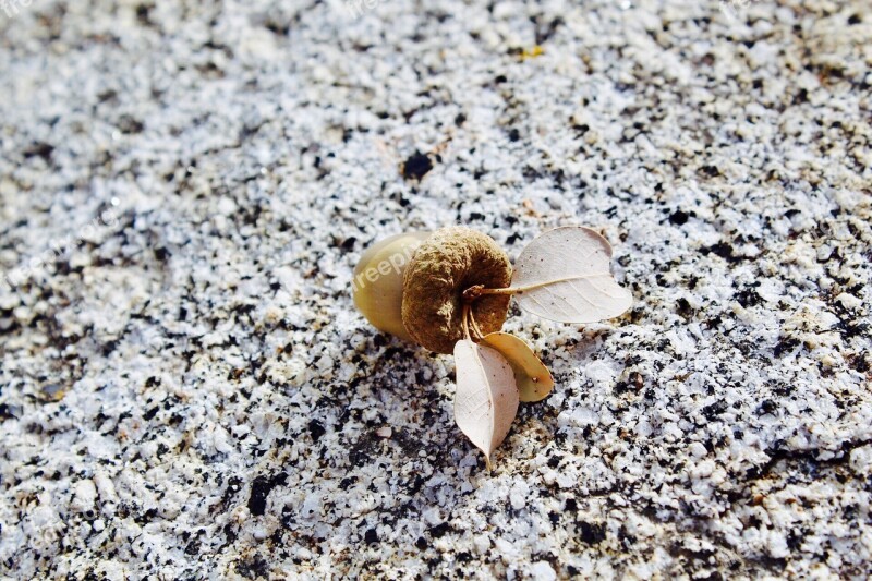 Nature Little Outdoors Acorn Nut