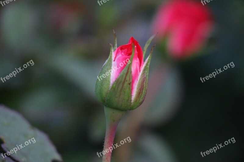 Rose Bud Love Romance Romantic Rosebud Red