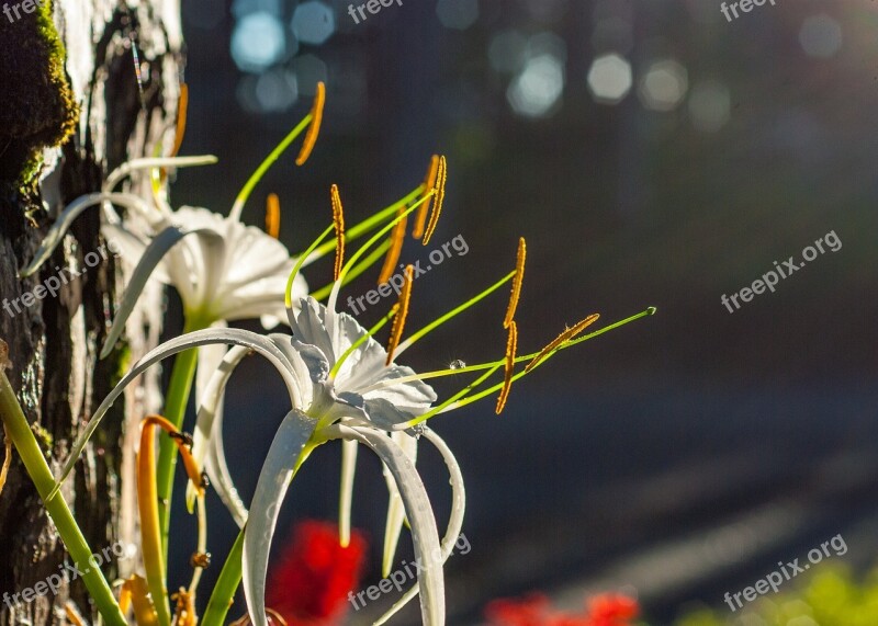 Beautiful Light Beautiful Flowers Natural Flower Beauty