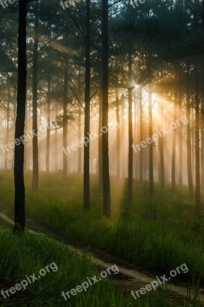 Pine Forest Mist Sunshine In The Early Morning Dawn