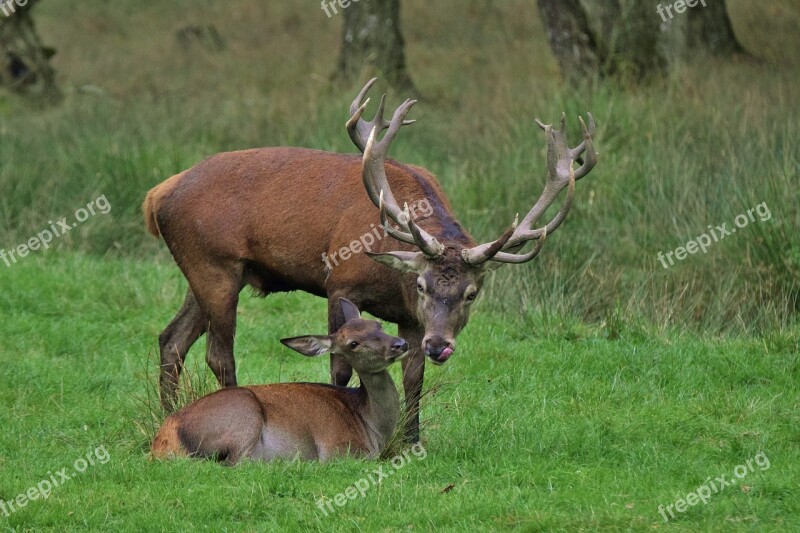 Deer Deer Rutting Wildlife Love For Animals Free Photos