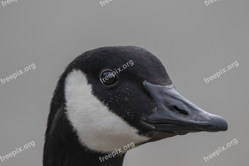 Goose Bird Water Bird Wild Goose Canada Goose