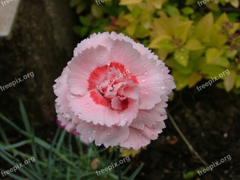 Eyelet Carnation Pink Flower Pink Flowers Color Pink