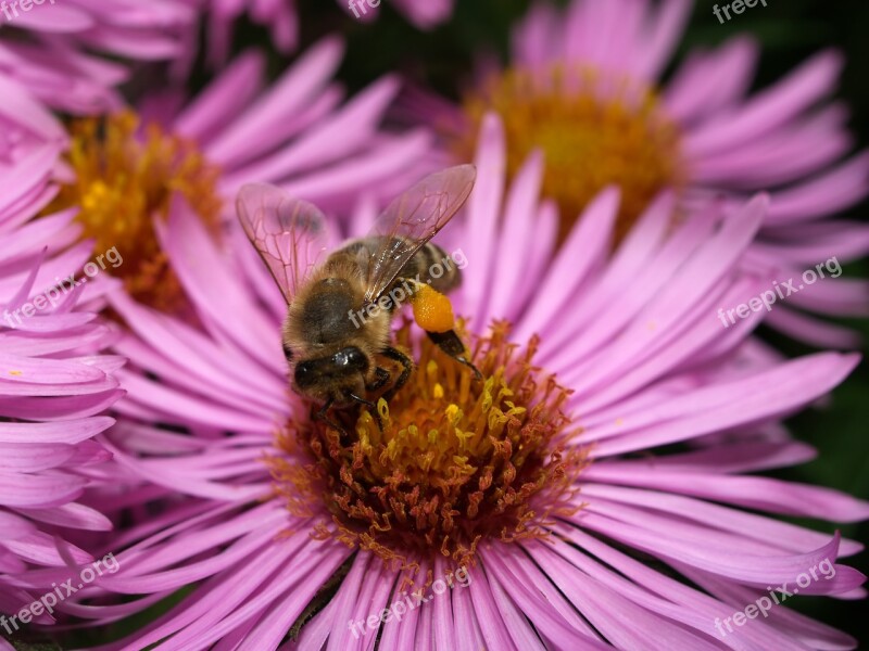 Bee Insect Honey Collect Pollen