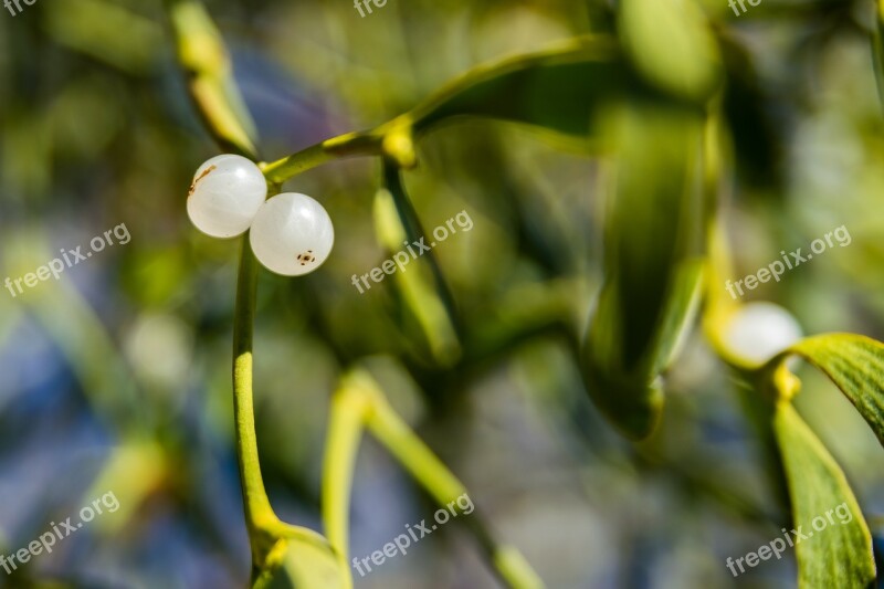 Gui White Ball Nature White Flowers Flower