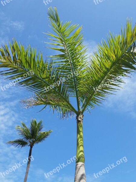 Flower Punta Cana Tropical Resort Seascape