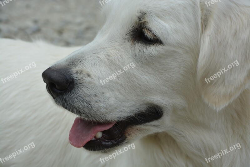 Dog Nose Dog Truffle Black Profile Dog Golden Retriever