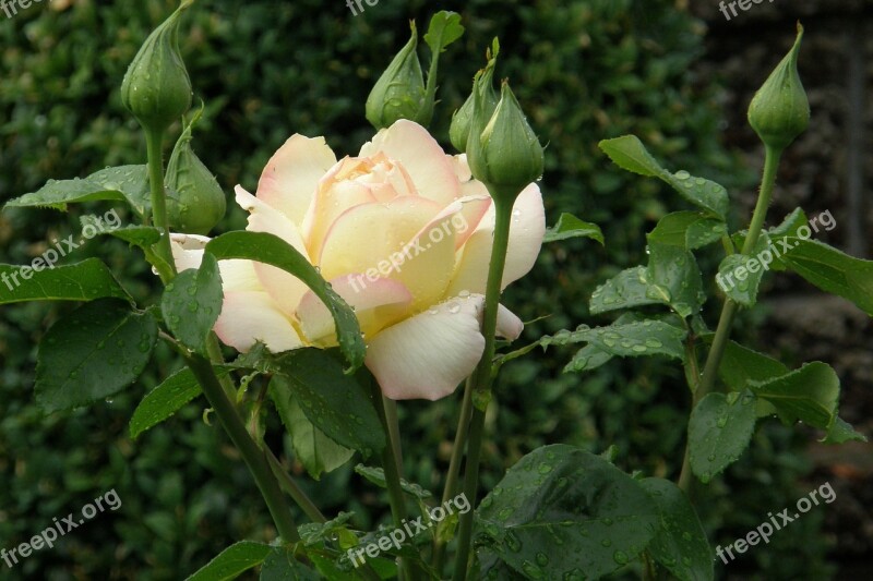 Rose Floribunda Gloria Dei Yellow-pink Bud