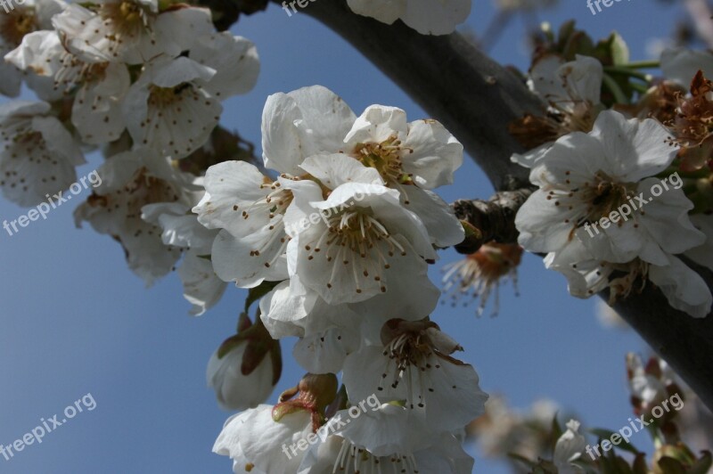 Almond Tree Flowers Flowery Branch Flowering Spring