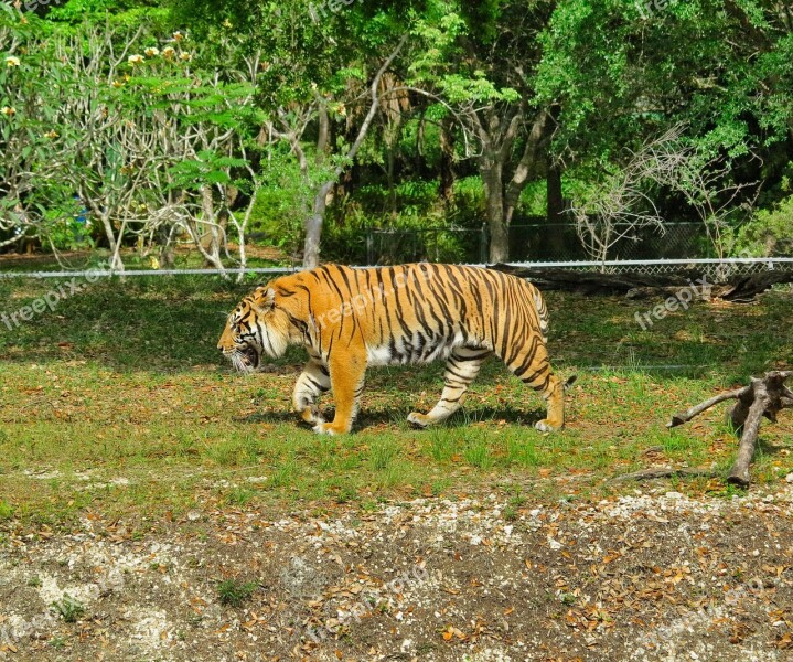 Zoo Tiger Feral Cat Animal Nature