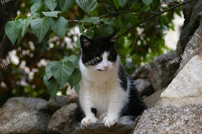 Cat Black And White Cat Pet Domestic Cat Mieze