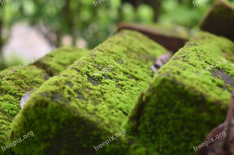 Moss Mildew Moist Texture Moldy