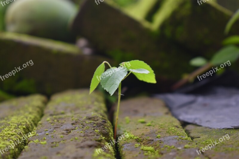 Seed Wild Plant Plant Nature Wild