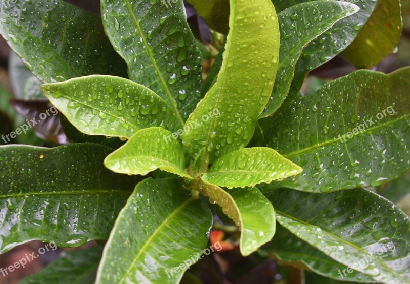 Water Drops Raindrop Rain Water Leaves