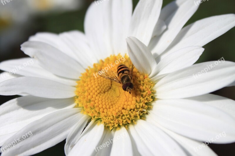 Chamomile Camomile Flower Bloom Spring