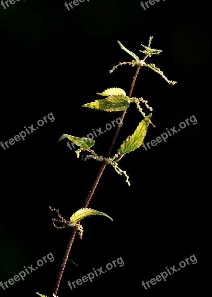 Stinging Nettle The Stem Herb Weed Green