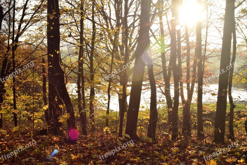 Forest Trees Backlighting Sunlight Reflections