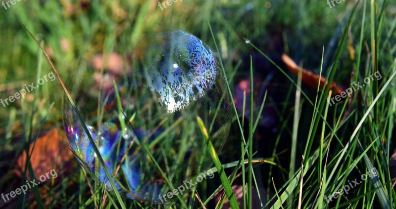 Soap Bubble Meadow Grass Transient Tender