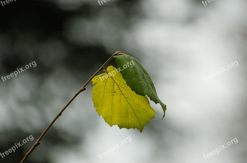 Leaves Hazel Hazelnut Branch Bud