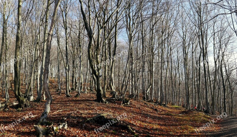 Forest Trees Nature Autumn Beeches