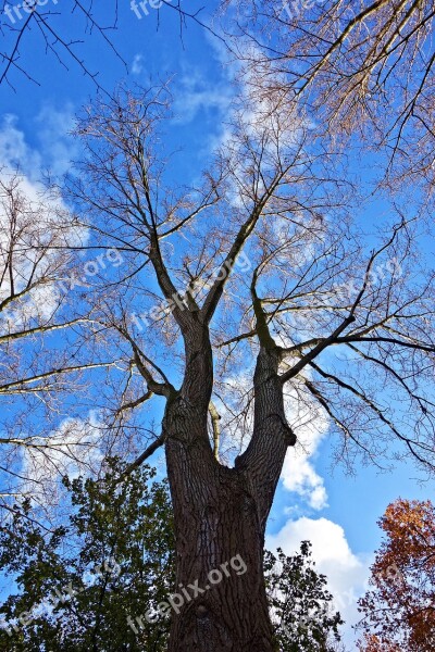 Tree Trunk Branches Bark Tree Top