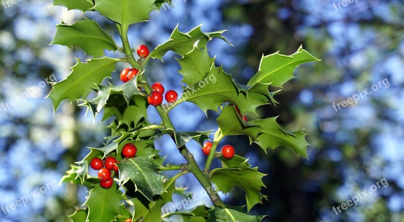 Holly Berries Red Fruit Plant Wildlife