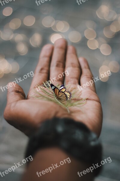 Hand Butterfly Moody Bokeh Conceptual