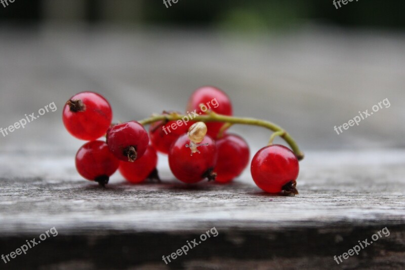 Currant Snail Red Currant Fruit Soft Fruit