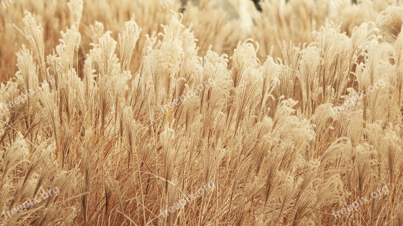 Vegetation Wheat Yellow Nature Ears