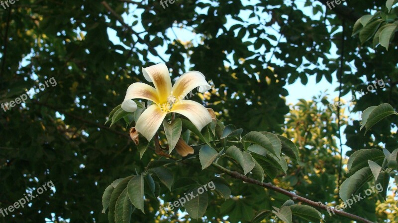 Yellow Flower Flower Tree Nature A Yellow Flower