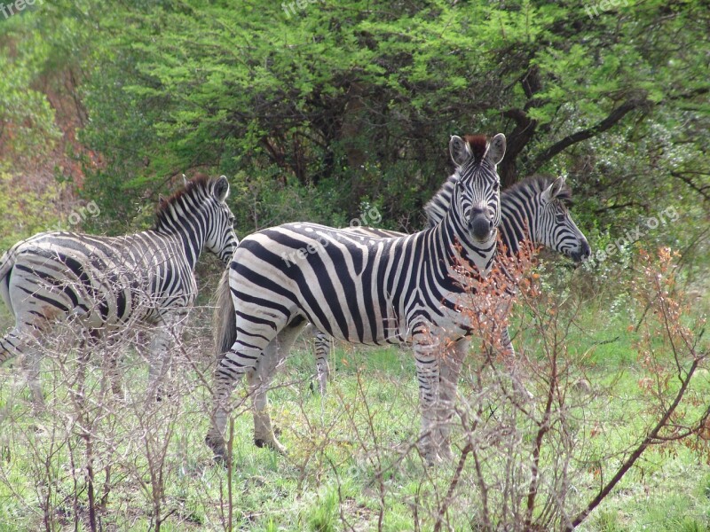 Zebra Wow Africa Africa Plains Game