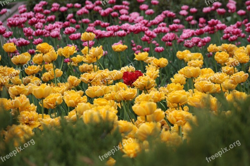 Tulips Flower Bed Bright Flower Nature