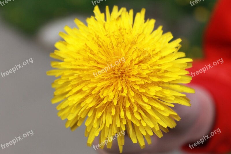 Dandelion Yellow Summer Flower A Yellow Flower