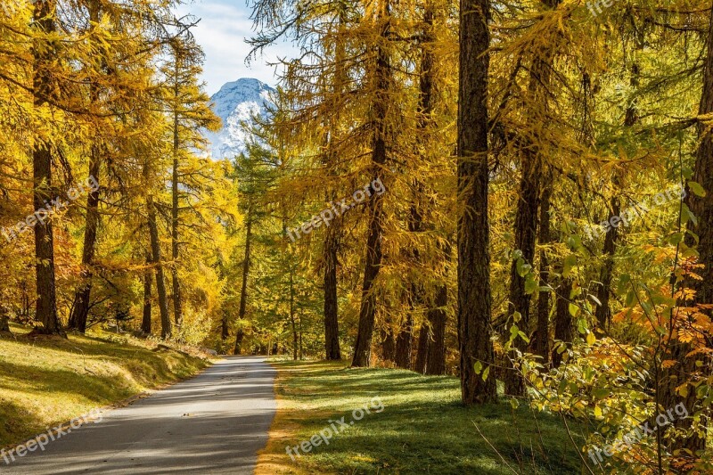 Nature Landscape Forest Larch Free Photos