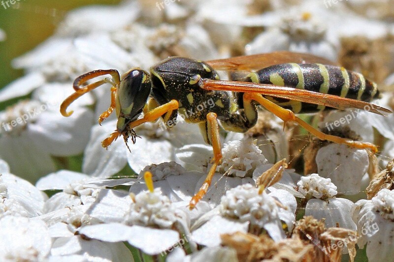 Insect Macro Wasp Free Photos