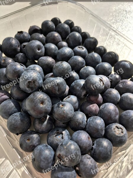 Blueberry Taste Berry Closeup Forest Berries