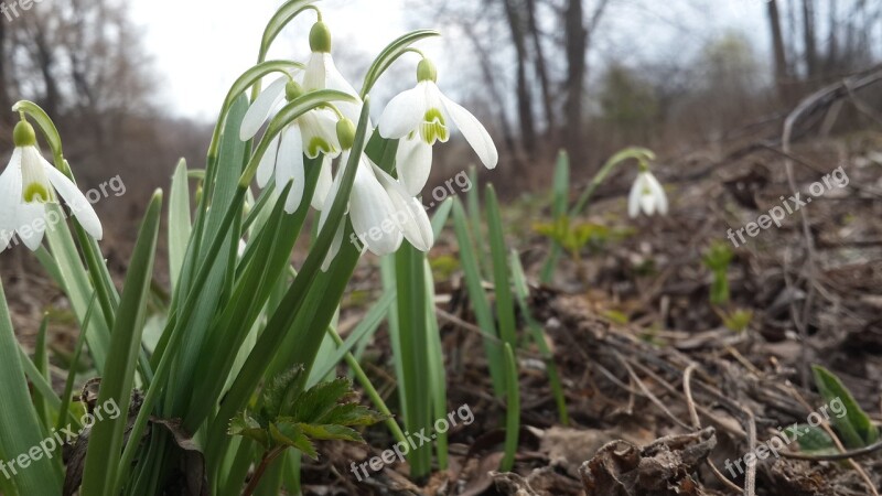 Snowdrop Spring Nature Bloom Spring Flowers