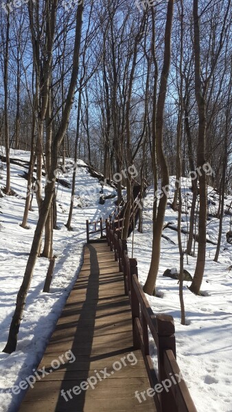 Park Trees Winter Nature City Park