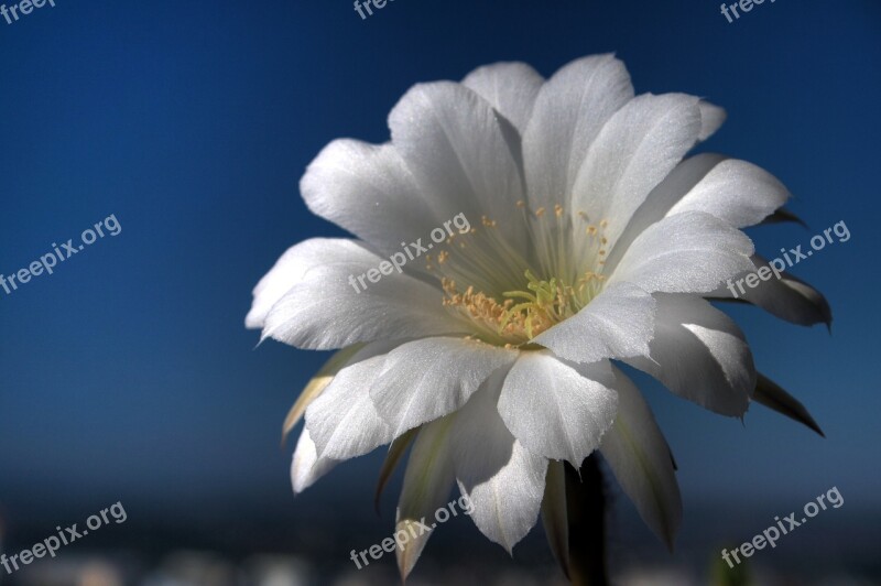 Cactus White Flower Closeup Amazing