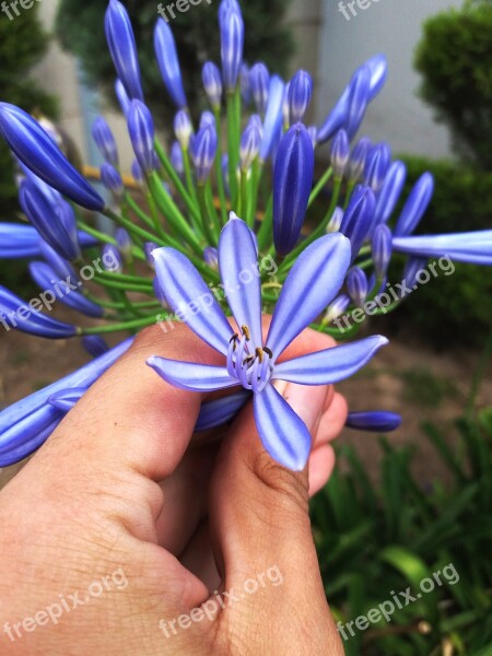 Flower Blue Sheet Nature Plants Garden