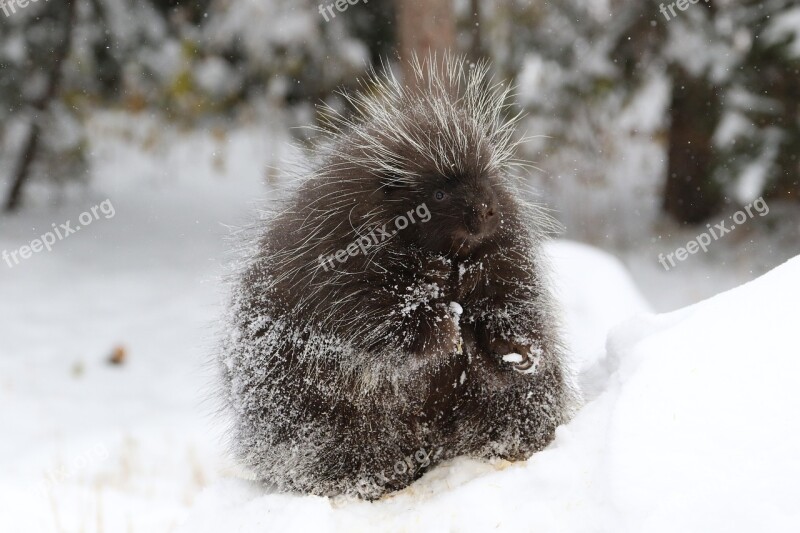 Porcupine Mammal Animal Wildlife Bristle