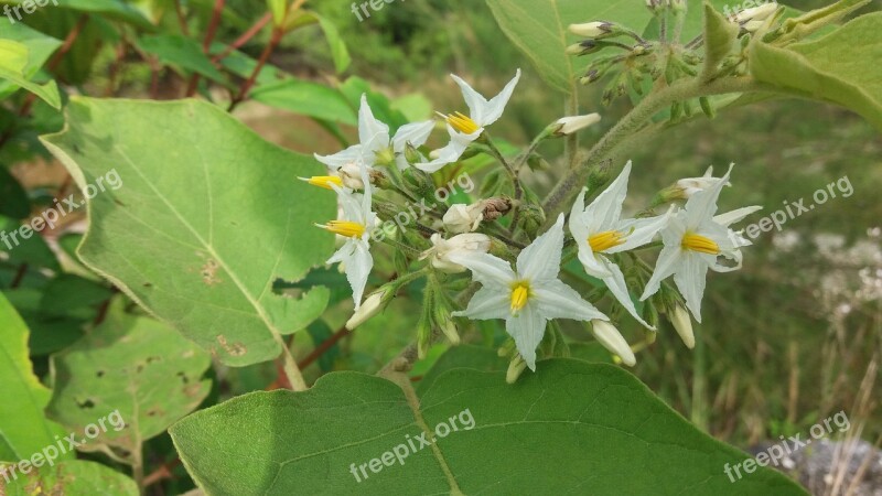 Flowers Forest Nature Aceh Free Photos