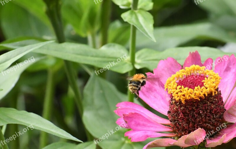 Insect The Bees Nature Honey Bee Plant Flower