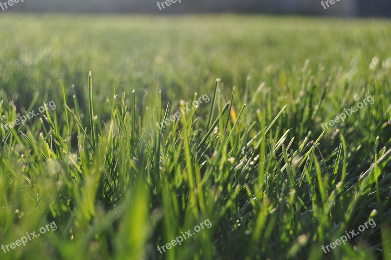 Grass Lawn Summer Green Nature