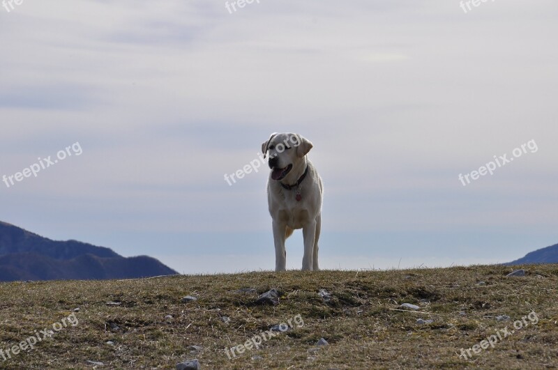 Rubik Dog Labrador Mountain Free Photos