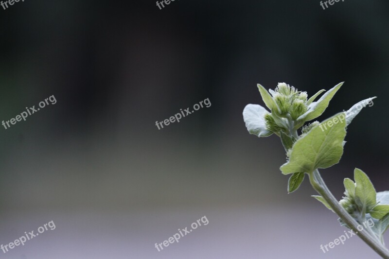 Green Plant Depth Of Field Open Growing