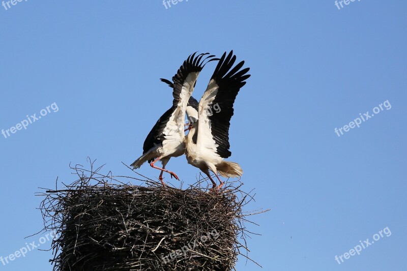 Stork Fighting Stork Bird Animal World Stork Couple